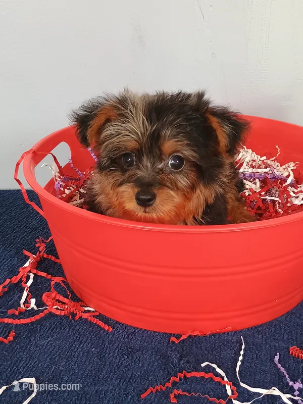 Frankie – Yorkshire Terrier puppy for sale in Effingham, IL