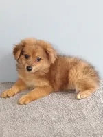 Phillip, a male Pomchi for sale in Effingham, IL – 8 of 8