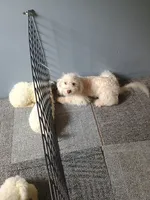 Alex, a male Bichpoo for sale in Effingham, IL – 5 of 6