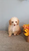 Peggy, a female Poodle - Toy  for sale in Effingham, IL – 10 of 10