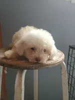 Betty, a female Bichon Frise for sale in Effingham, IL – 4 of 8