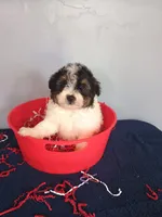 Pumpkin, a male Pomapoo for sale in Effingham, IL – 5 of 10