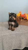 Yeti, a male Yorkshire Terrier for sale in Effingham, IL – 5 of 7