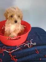 Smiley, a male Havapoo for sale in Effingham, IL – 9 of 10