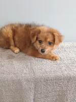 Phillip, a male Pomchi for sale in Effingham, IL – 7 of 8