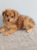 Phillip, a male Pomchi for sale in Effingham, IL – 3 of 8