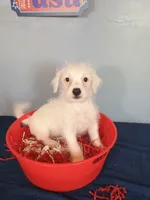 Juniper, a male Westiepoo for sale in Effingham, IL – 4 of 8