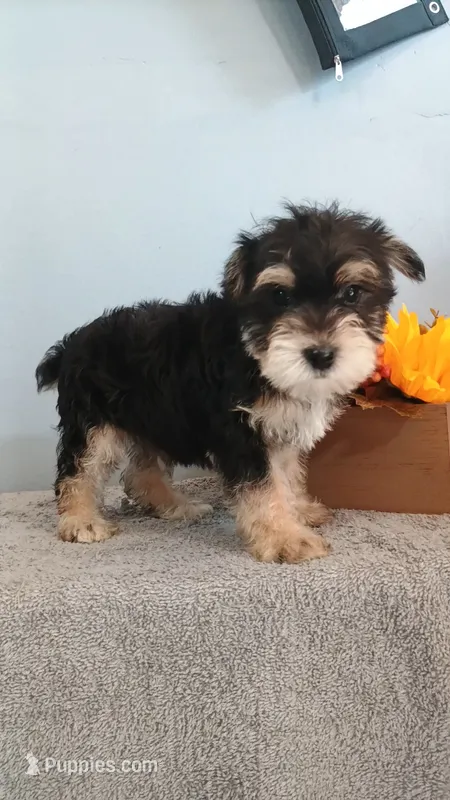 Apollo  – Morkie puppy for sale in Effingham, IL