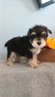 Apollo , a male Morkie for sale in Effingham, IL – 1 of 5