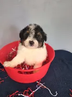 Pumpkin, a male Pomapoo for sale in Effingham, IL – 4 of 10