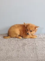 Piper, a female Pomchi for sale in Effingham, IL – 6 of 8