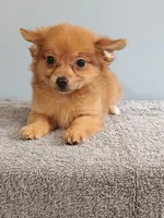 Piper, a female Pomchi for sale in Effingham, IL – 3 of 8