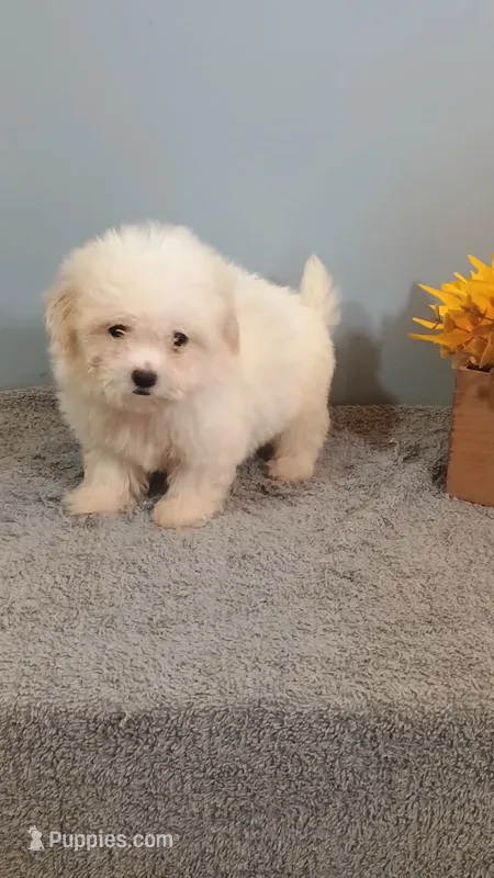 Harley – Maltese puppy for sale in Effingham, IL