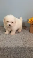 Harley, a female Maltese for sale in Effingham, IL – 1 of 4