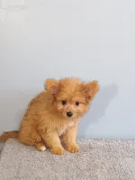 Paul, a male Pomchi for sale in Effingham, IL – 10 of 10