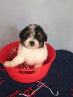 Pumpkin, a male Pomapoo for sale in Effingham, IL – 6 of 10