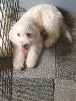 Alex, a male Bichpoo for sale in Effingham, IL – 4 of 6