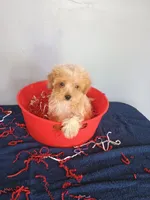 Smiley, a male Havapoo for sale in Effingham, IL – 2 of 10