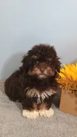 Patti, a female Poodle - Toy  for sale in Effingham, IL – 3 of 6