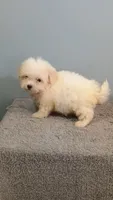 Hadley, a female Maltese for sale in Effingham, IL – 5 of 5