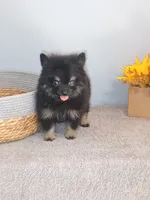 Pixydust, a female Pomeranian for sale in Effingham, IL – 4 of 10