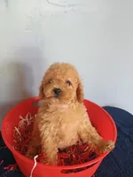 Chelsi, a female Cavapoo for sale in Effingham, IL – 5 of 9