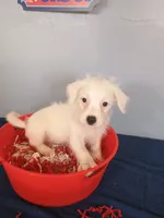 Juniper, a male Westiepoo for sale in Effingham, IL – 3 of 8