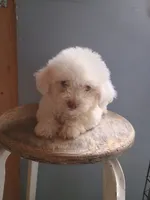 Betty, a female Bichon Frise for sale in Effingham, IL – 3 of 8