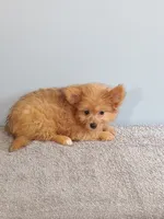 Paul, a male Pomchi for sale in Effingham, IL – 2 of 10