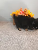 Pixydust, a female Pomeranian for sale in Effingham, IL – 3 of 10