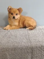 Pixy, a female Pomchi for sale in Effingham, IL – 8 of 10