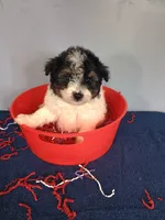 Pumpkin, a male Pomapoo for sale in Effingham, IL – 9 of 10