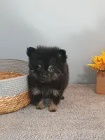 Pixydust, a female Pomeranian for sale in Effingham, IL – 10 of 10