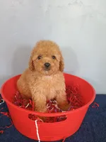 Chelsi, a female Cavapoo for sale in Effingham, IL – 4 of 9