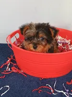 Frankie, a male Yorkshire Terrier for sale in Effingham, IL – 4 of 10