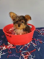 Frankie, a male Yorkshire Terrier for sale in Effingham, IL – 9 of 10