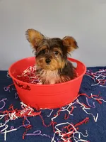 Frankie, a male Yorkshire Terrier for sale in Effingham, IL – 7 of 10