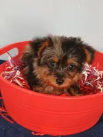 Frankie, a male Yorkshire Terrier for sale in Effingham, IL – 8 of 10