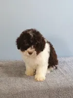 Charlie, a male Bichon Frise and Shih Tzu for sale in Effingham, IL – 3 of 9
