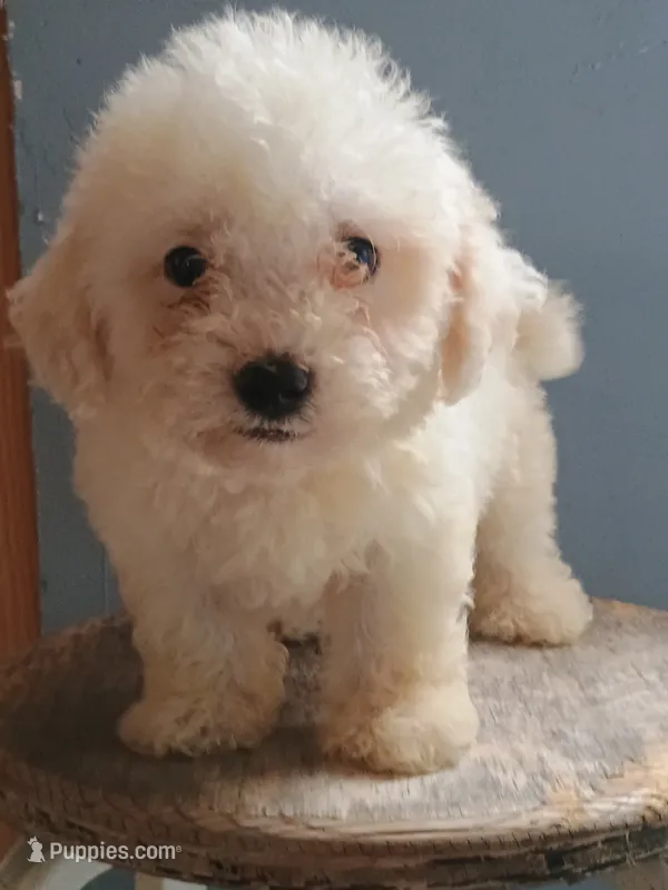 Benny – Bichon Frise puppy for sale in Effingham, IL