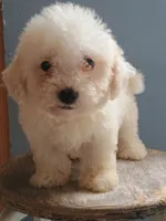 Benny, a male Bichon Frise for sale in Effingham, IL – 1 of 8