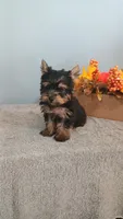 Yeti, a male Yorkshire Terrier for sale in Effingham, IL – 7 of 7