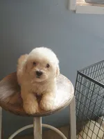 Buster, a male Bichon Frise for sale in Effingham, IL – 8 of 9