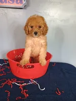 Cheri, a female Cavapoo for sale in Effingham, IL – 10 of 10