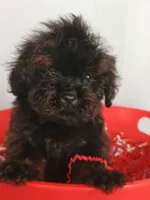 Spartan , a male Cockapoo for sale in Effingham, IL – 5 of 10