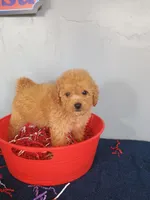 Chelsi, a female Cavapoo for sale in Effingham, IL – 9 of 9