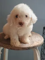 Bixby, a male Bichon Frise for sale in Effingham, IL – 4 of 5