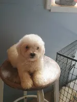 Buster, a male Bichon Frise for sale in Effingham, IL – 6 of 9