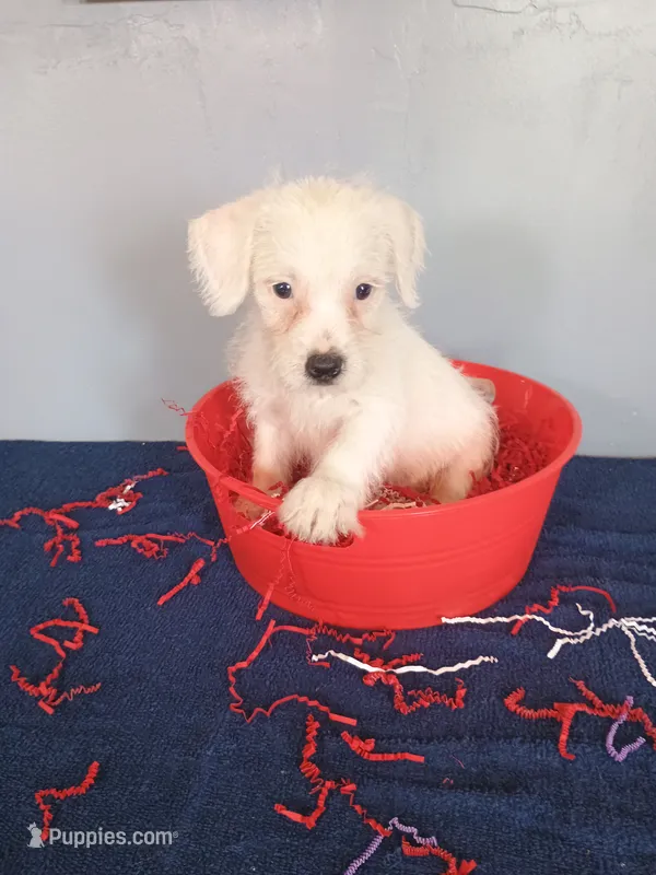 Jumper – Westiepoo puppy for sale in Effingham, IL