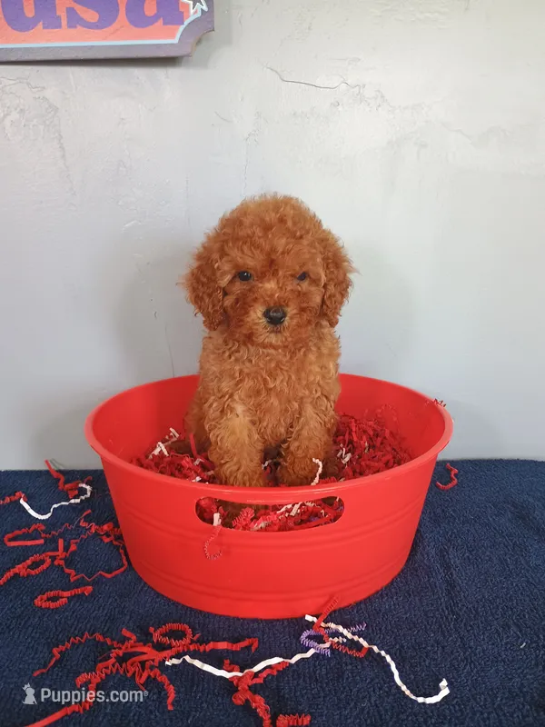 Cherry – Cavapoo puppy for sale in Effingham, IL